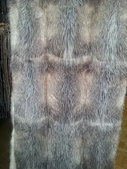 Amerikanisch Opossumtafel