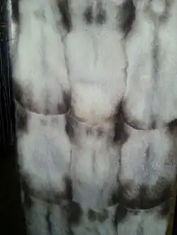 Amerikanisch Opossum, geschoren