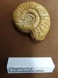 Ammonit Choffatia homoeomorpha
