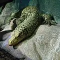Quittenwaran (Varanus melinus)