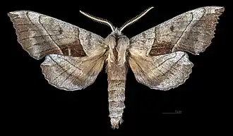 Amorpha juglandis ♂