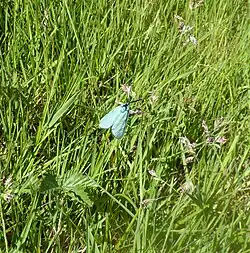 Ampfer-Grünwidderchen (Adscita statices) – Exkursionsfoto 3.6.23