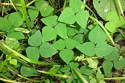 Amphicarpaea bracteata (Schweine Erdnuss, Erdbohne) (es werden über- und unterirdische Frücht ausgebildet; nicht im Bild)