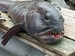 Frisch gefangener Gestreifter Seewolf