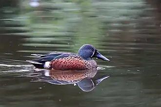 Australische Löffelente