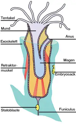 Anatomie / Aufbau des Moostierchens (Darstellung)