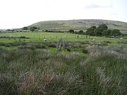 Mynachlog-ddu Stones