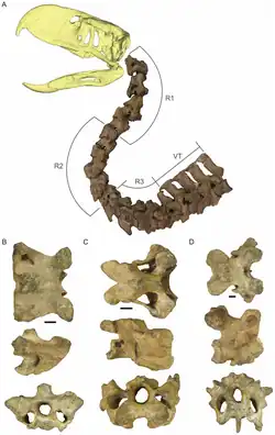 Halswirbelsäule von Andalgalornis in stark gebeugter Position, Halswirbel 3, 6 und 11