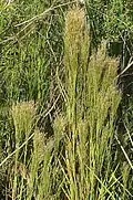 Andropogon bicornis