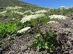 Angelica acutiloba subsp. iwatensis