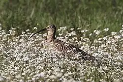 Schüttere Vegetation in den Feuchtwiesen begünstigt die Aufzucht der Jungen