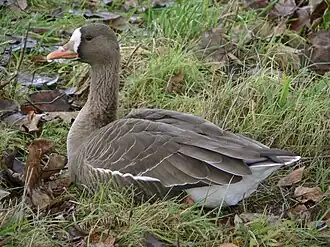 Blässgans (Greenland white-fronted goose)