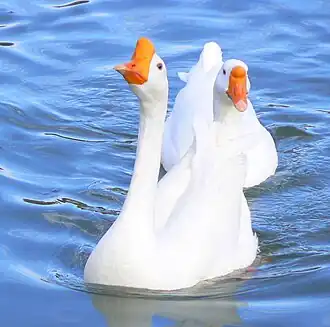 Weiße Höckergänse