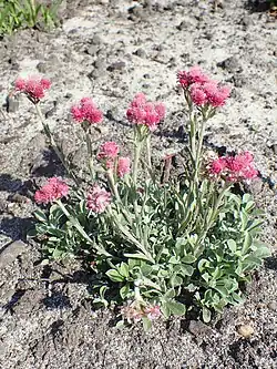 2025 Gewöhnliches Katzenpfötchen