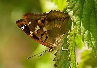 Apatura ilia f. clytie