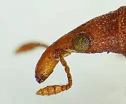 Seitenansicht des Kopfes