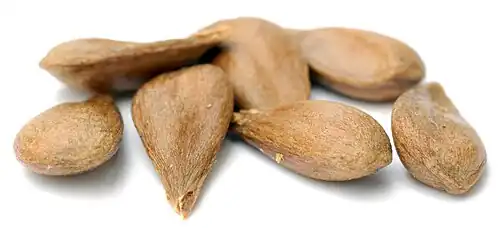 Apfelkerne der Sorte Geheimrat Dr. Oldenburg