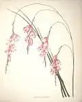 Sparaxis pendula (L.f.) Ker Gawl. i(Synonym für Dierama pendulum)
