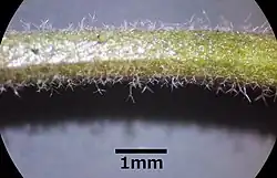 Verzweigte Haare auf Öhrchen-Gänsekresse