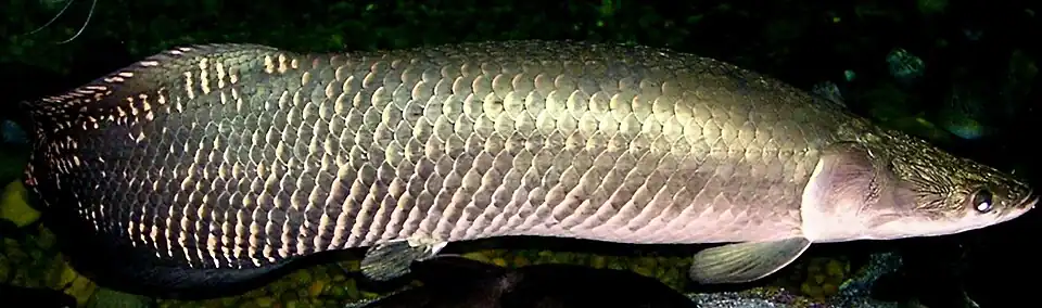 Arapaima gigas