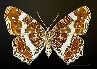 Araschnia levana f. prorsa △