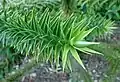 „Nadellaub“ einer Brasilianischen Araukarie (Araucaria angustifolia)