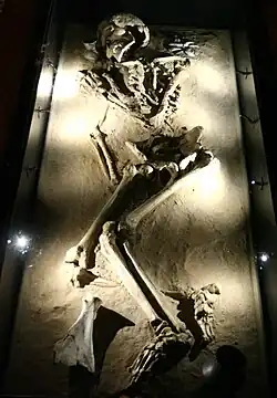 Grab 83, Archäologisches Museum Hamburg (Gaterslebener Kultur)