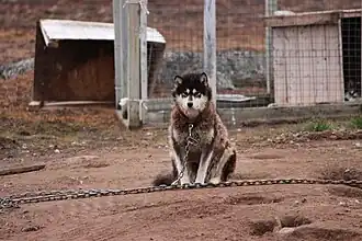 Ein Schlittenhund in Kettenhaltung