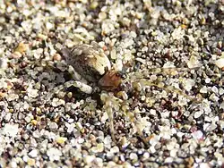 Lateralansicht eines Weibchens