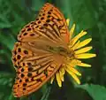 Argynnis paphia am Hiuchiyama