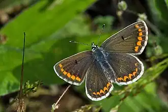 Kleiner Sonnenröschen-Bläuling