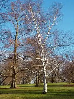 Birken im Arboretum