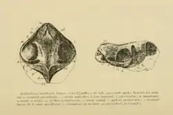 Zeichnung eines Säugetierschädels in Aufsicht und Seitenansicht