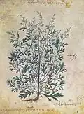 Wiener Dioskurides 6. Jh. Artemisia polyclonos