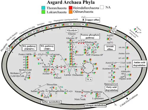Stoffwechselwege der Asgard-Archaeen für einige der Phyla[33]