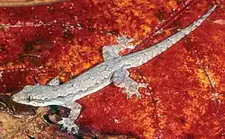 Saumschwanz-Hausgecko in Lore