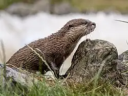 Asiatischer Kurzkrallenotter