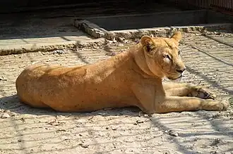 Indischer Löwe