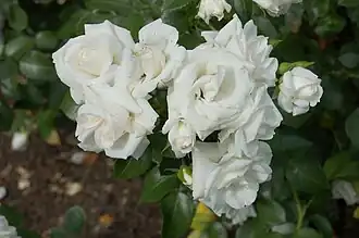 ‘Aspirin-Rose’, Tantau, 1997