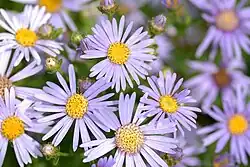 Berg-Aster
