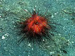 Ein Junges in Indonesien.