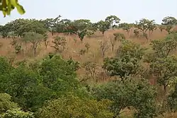 Baumsavannen der Atakora-Kette im Réserve partielle de la Kourtiagou.