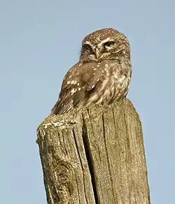 Steinkauz (Athene noctua)