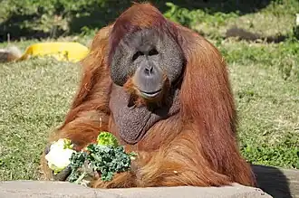 Borneo-Orang-Utan, Männchen