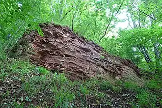 Die Werra hat am Hardtberg die Böschung unterschnitten und so das Ufer steilgehalten.