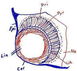 Auge der Würfelqualle Carybdea marsupialis, Epi&nbsp; Epidermis, Cor&nbsp; Cornea (Augenhornhaut), Lin&nbsp; Linse [rot] (teilweise glasklar, teilweise noch mit erkennbaren Zellen), Lik&nbsp; Linsenkapsel, Pri&nbsp; Prismenzellen, Pyr&nbsp; Pyramidenzellen