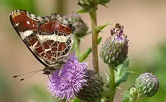 Schmetterlinge sind zahlreich vertreten, hier ein Landkärtchen