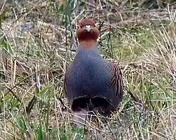 Inzwischen extrem selten, das Rebhuhn, das auf der Fläche brütet