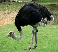 Afrikanischer Strauß (Struthio camelus)