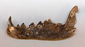 Neben fossilen Tierresten wie dieser fast vollständig erhaltenen Unterkieferhälfte eines Wolfs …